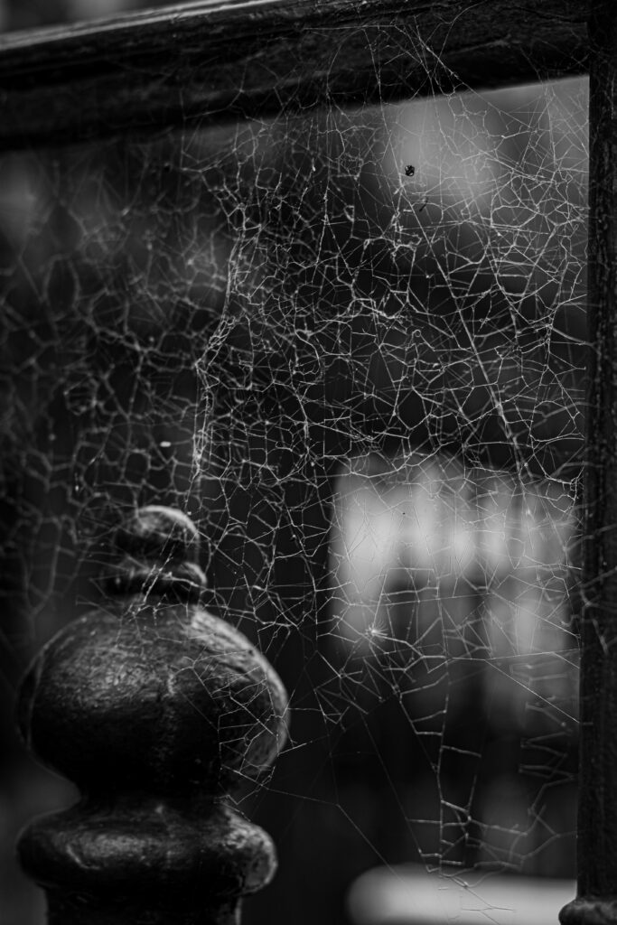 spider webs